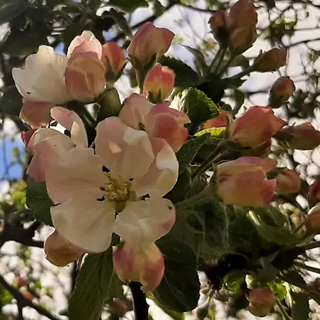 Haerkoeniemen Moekki Chalet Leppävirta