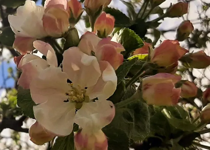 Haerkoeniemen Moekki 木屋 Leppävirta